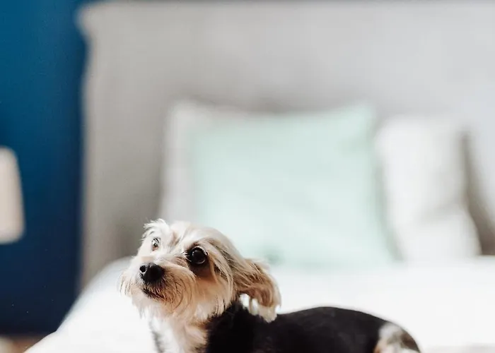 Dom Faleza Nyaraló *